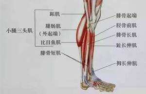 怎么通过运动训练改善X型腿