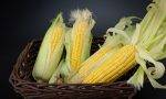 玉米的功效作用与食用禁忌