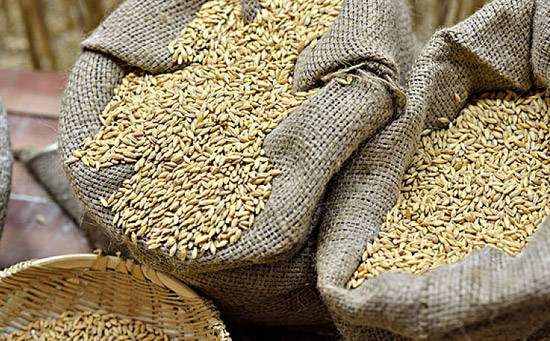 大麦的中医功用营养价值