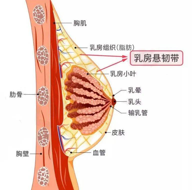 乳房结构 正面图片