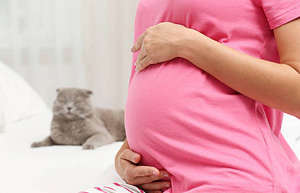 孕期养猫怎样避免感染弓形虫