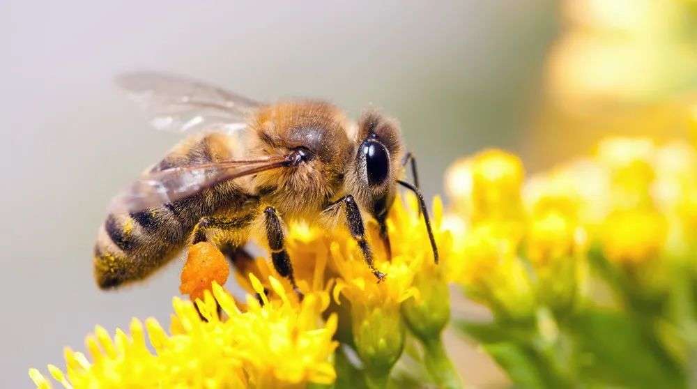 蜜蜂蛰伤