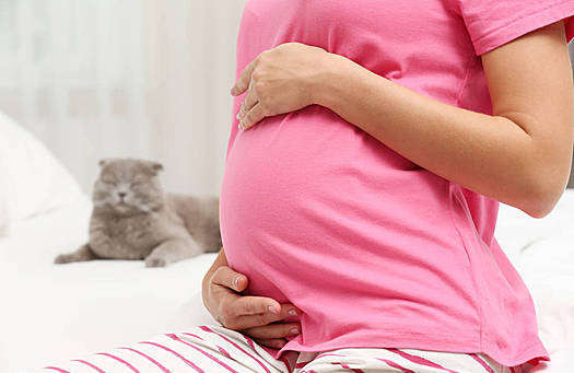 孕期养猫怎样避免感染弓形虫
