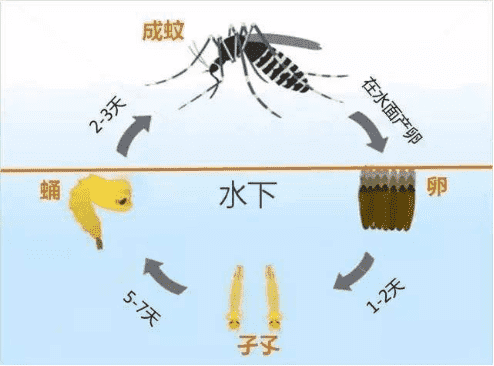  蚊子的生命周期