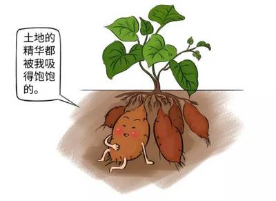 根茎类蔬菜