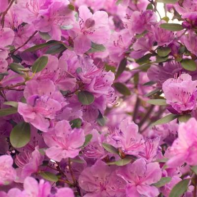 杜鹃花