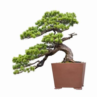 松柏类花木