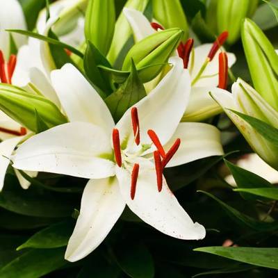 百合花