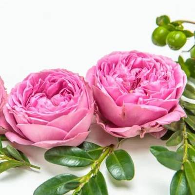 月季花