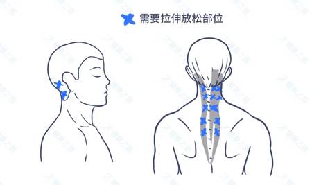 拉伸放松部位