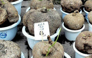 山乌龟的药材性状、主治功效
