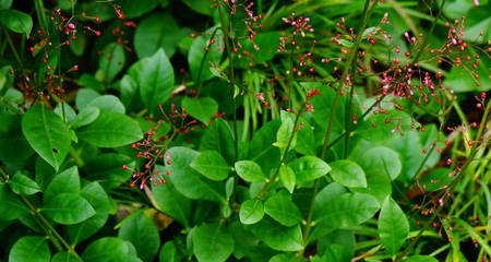 土人参原植物栌兰