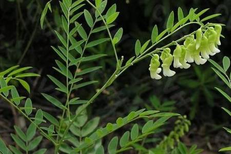 苦参原植物