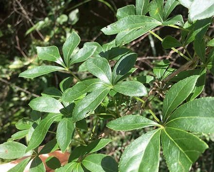 刺五加原植物