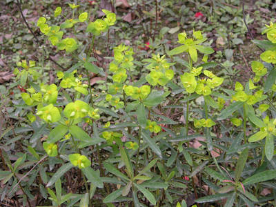 甘遂原植物