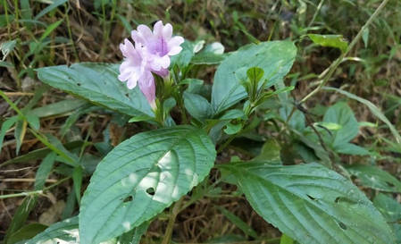 马蓝原植物