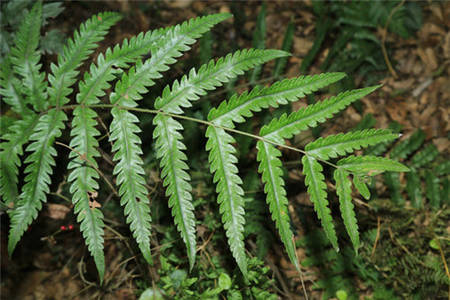 狗脊原植物金毛狗脊