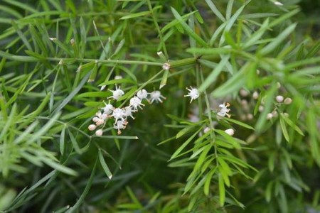 中草药天冬原植物天门冬