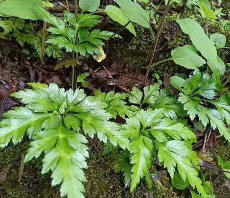 黄连原植物