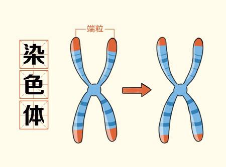 端粒染色体