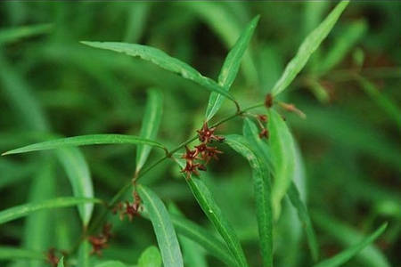 中药材白前原植物