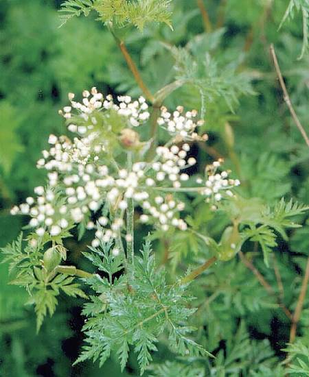 川芎原植物