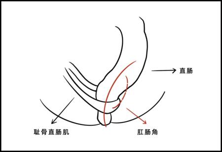 耻骨直肠肌