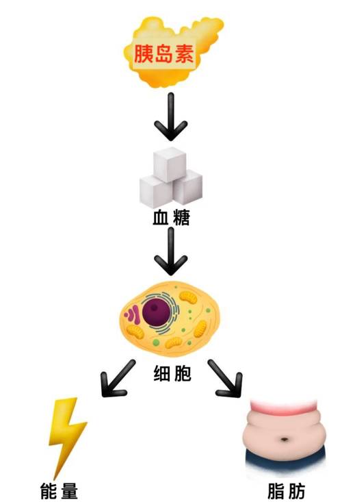 胰岛素