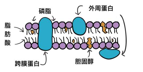 脂肪和胆固醇