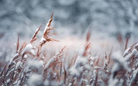 大雪时节