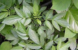 用农村草药（接骨草）治疗半月板撕裂医案分享