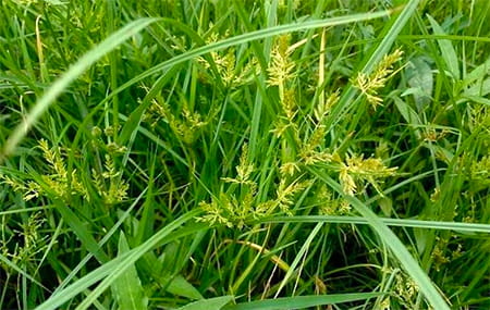 香附原植物莎草