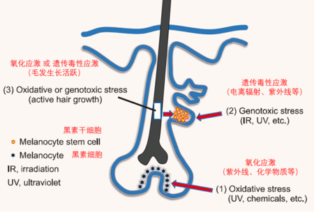 早生变白