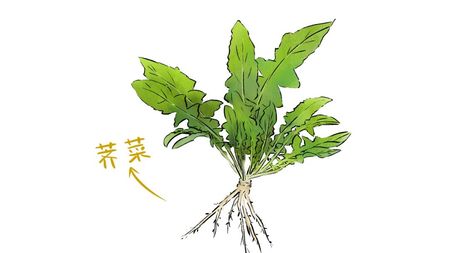 春天的荠菜，清肝调脾