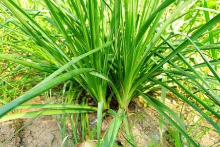 知母原植物