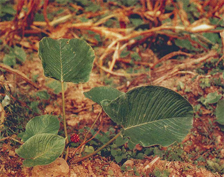 白附子原植物独角莲