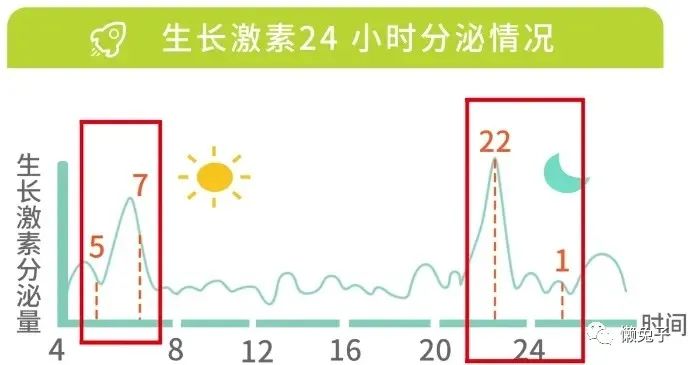 生长激素分泌时间表