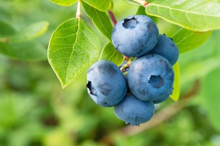 夏季水果-蓝莓